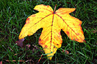 Close Up of Colorful Autumn Leaf photo thumbnail