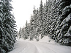 Snowy Trail photo thumbnail