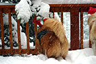 Two Dogs From Behind photo thumbnail