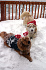 Dog Christmas Portrait photo thumbnail