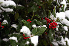 Green Leaf with Snow photo thumbnail