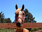 Horse Face Looking over Fence photo thumbnail