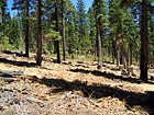 Trees in the Mountains of Lake Tahoe photo thumbnail