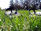 Sandals in Grass photo thumbnail