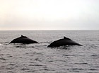 Backs of Whales photo thumbnail