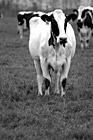 Black & White White Cow with Black Spots preview