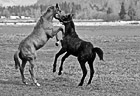 Black & White Horses Playing preview