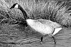 Black & White Brown Goose in Lake preview