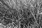 Black & White Thick Grass Close Up preview