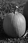 Black & White Single Pumpkin preview