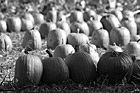Black & White Pumpkin Patch preview