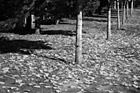 Black & White Fallen Leaves on Grass preview