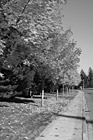 Black & White Row of Yellow Trees preview