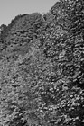 Black & White Fall Trees Changing Color preview
