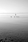 Black & White Ducks in Front of Sail Boat preview