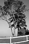 Black & White Tree, Blue Sky, & White Fence preview