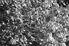 Black & White Close Up of Leaves Changing Color preview