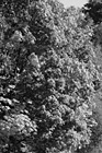 Black & White Close Up Tree Changing Color preview