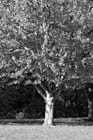 Black & White Red Tree Leaves up Close preview