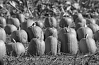 Black & White Batch of Pumpkins preview