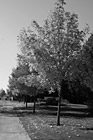 Black & White Yellow Leaves on Trees Along Road preview