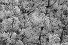 Black & White Close Up of a Tree in Bloom preview
