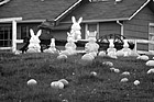 Black & White Easter Display in Yard preview