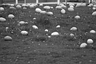 Black & White Large Easter Eggs on Grass preview