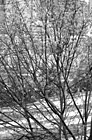 Black & White Tree in Blossom With City in Background preview