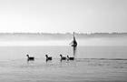 Black & White Ducks & Sailboat preview