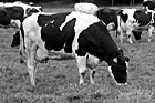 Black & White Cow Eating Grass preview