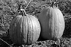 Black & White Two Pumpkins up Close preview