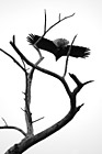 Black & White Bald Eagle Flying preview