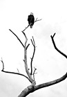 Black & White Bald Eagle Sitting on Tree Branch preview