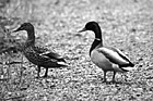 Black & White Two Ducks preview