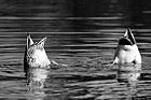 Black & White Ducks Feet in Orange preview