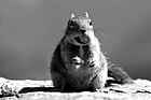 Black & White Color Cracker Jack in Squirrel's Mouth preview