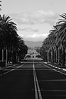 Black & White Stanford University Palm Drive Entrance preview