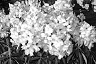 Black & White Light Pink Flowers preview