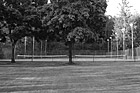 Black & White Grass, Trees, and Tennis Court preview