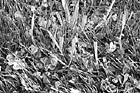 Black & White Frost on Grass preview