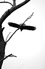 Black & White Bald Eagle Flying off a Tree preview