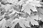 Black & White Close Up of Maple  Leaves preview