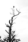 Black & White Eagle on Top of Tree preview
