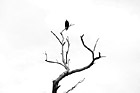 Black & White Eagle Sitting on a Branch preview