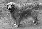 Black & White Golden Retriever Panting preview