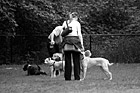 Black & White People Playing with Dogs in Dog Park preview