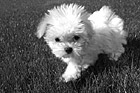 Black & White Maltese Puppy Close Up preview