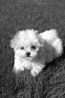 Black & White Maltese Puppy Laying on Grass preview