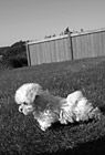 Black & White White Maltese Puppy Standing preview